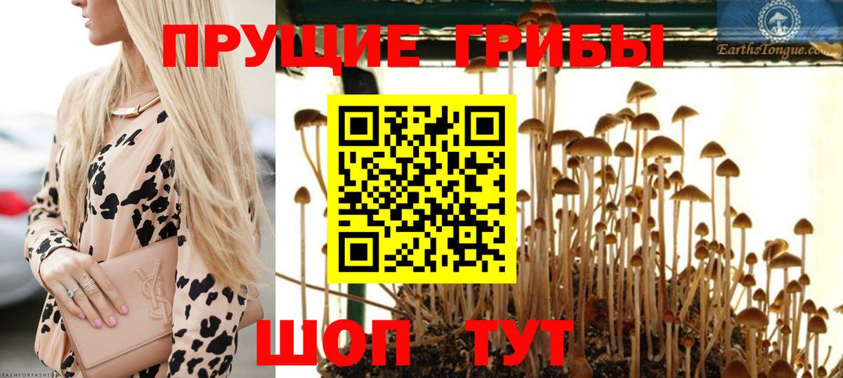 Псилоцибиновые грибы Cubensis  Вход с VPN  Каспийск  Галлюциногенные грибы Psilocybine cubensis 